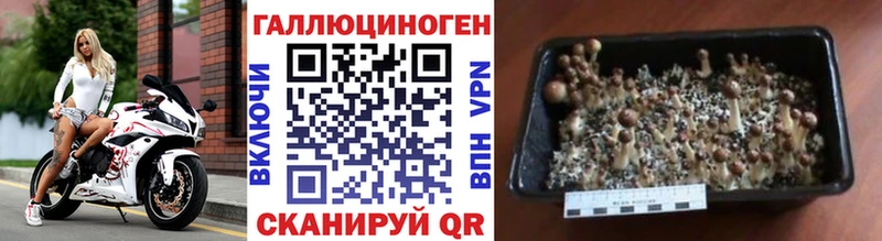 Купить где  Новомичуринск  Псилоцибиновые грибы мицелий 
